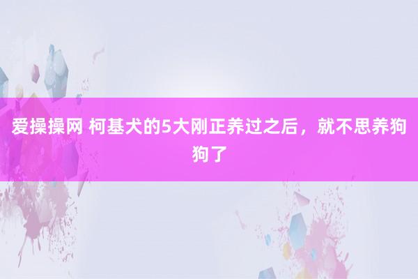 爱操操网 柯基犬的5大刚正养过之后，就不思养狗狗了